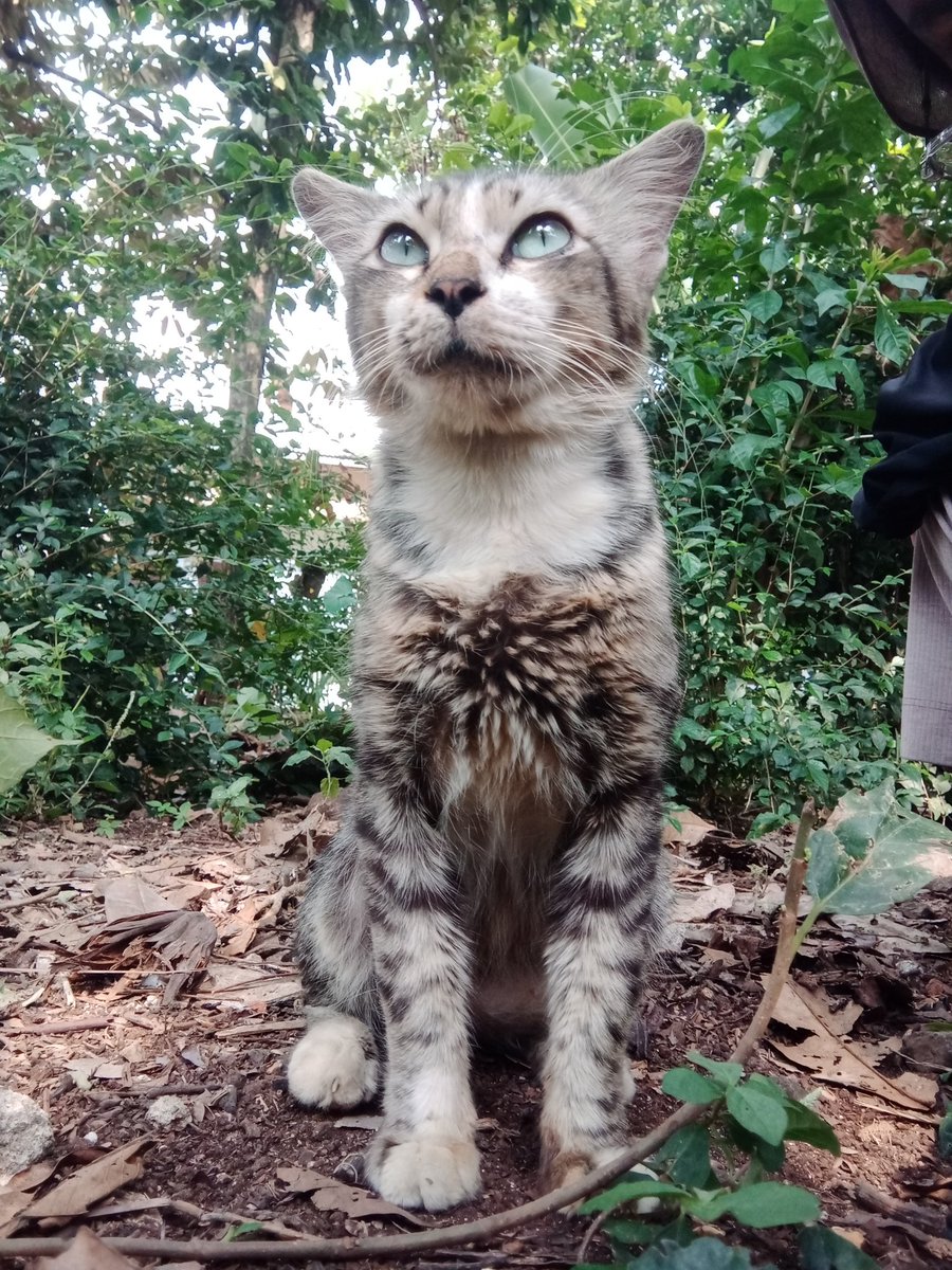 Rest in peace Miko, semoga Miko Mimi bisa ketemu lagi sama Lulu, InsyaaAllah ya, makasih Cimik Ganteng🥰