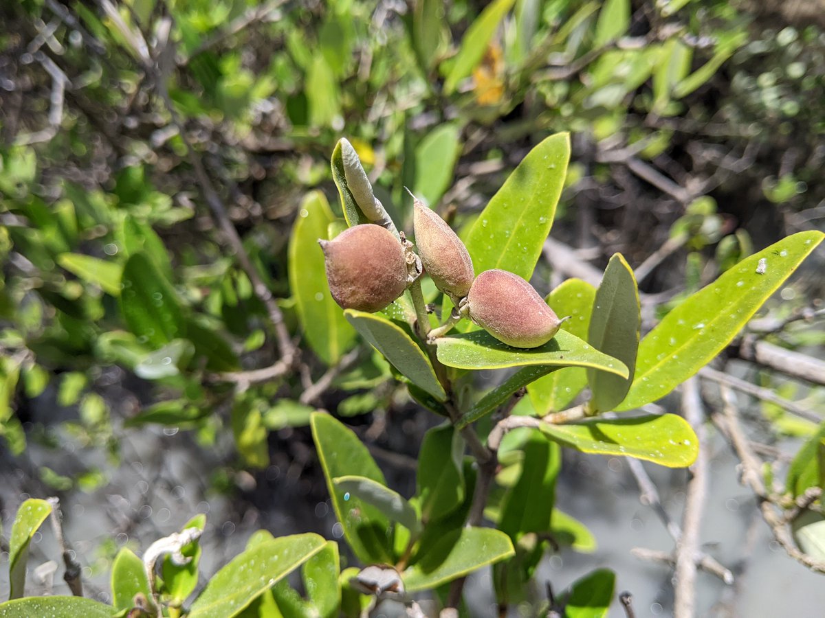Avicennia germinans, or black #mangrove, is a beautiful and amazing plant. Note the small white flowers (favored by bees and other pollinating insects), peach-colored propagules (seedlings waiting to be dispersed), and salt crystals left behind after salt excretion by the leaves.
