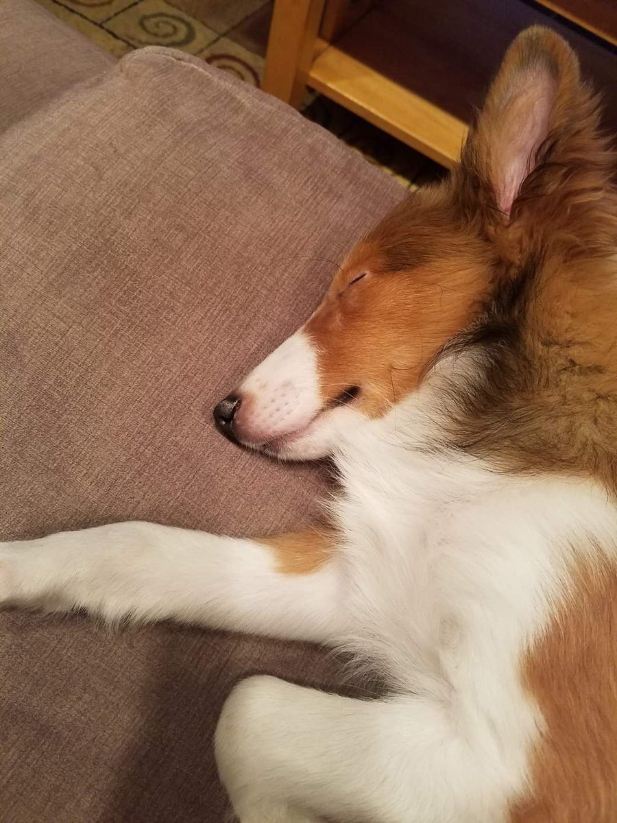 heavycpl250's tweet photo. In the spirit of being positive +, here's my puppy sleeping. 👇 #goosfraba https://t.co/xSPE5Pf9i9