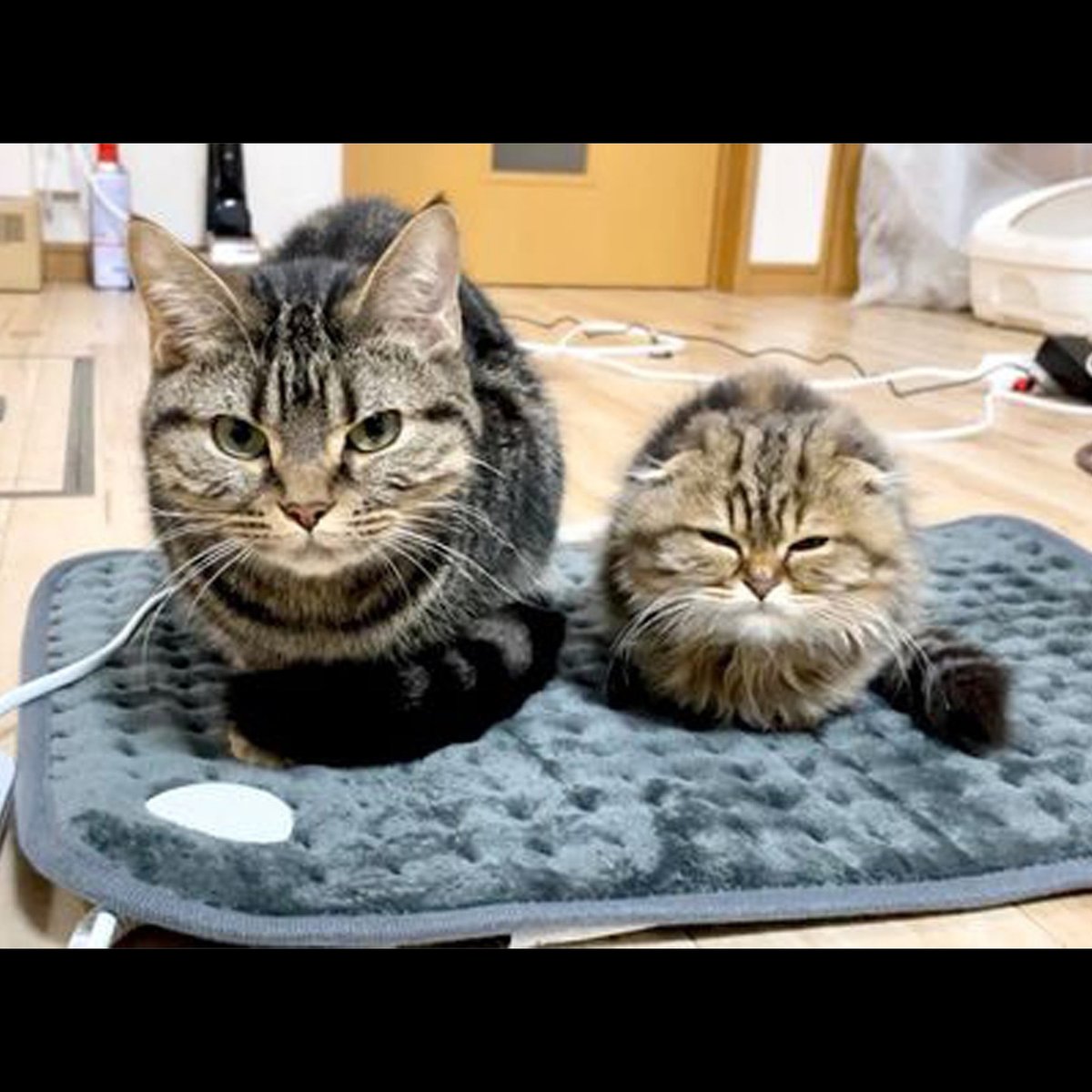 gentleeeeeeecat's tweet photo. https://t.co/nfI2WroZsZ