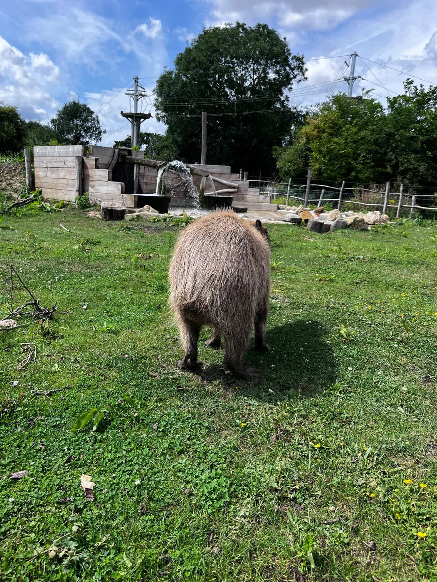 Bitcoin_Nation's tweet image. Dolphins love sweet foods like sweet potatoes/carrots. I have tried to feed them many times but they don't. Then when there is nothing to eat, they get hungry and don't eat anything. They love to be touched on the neck, legs and body.