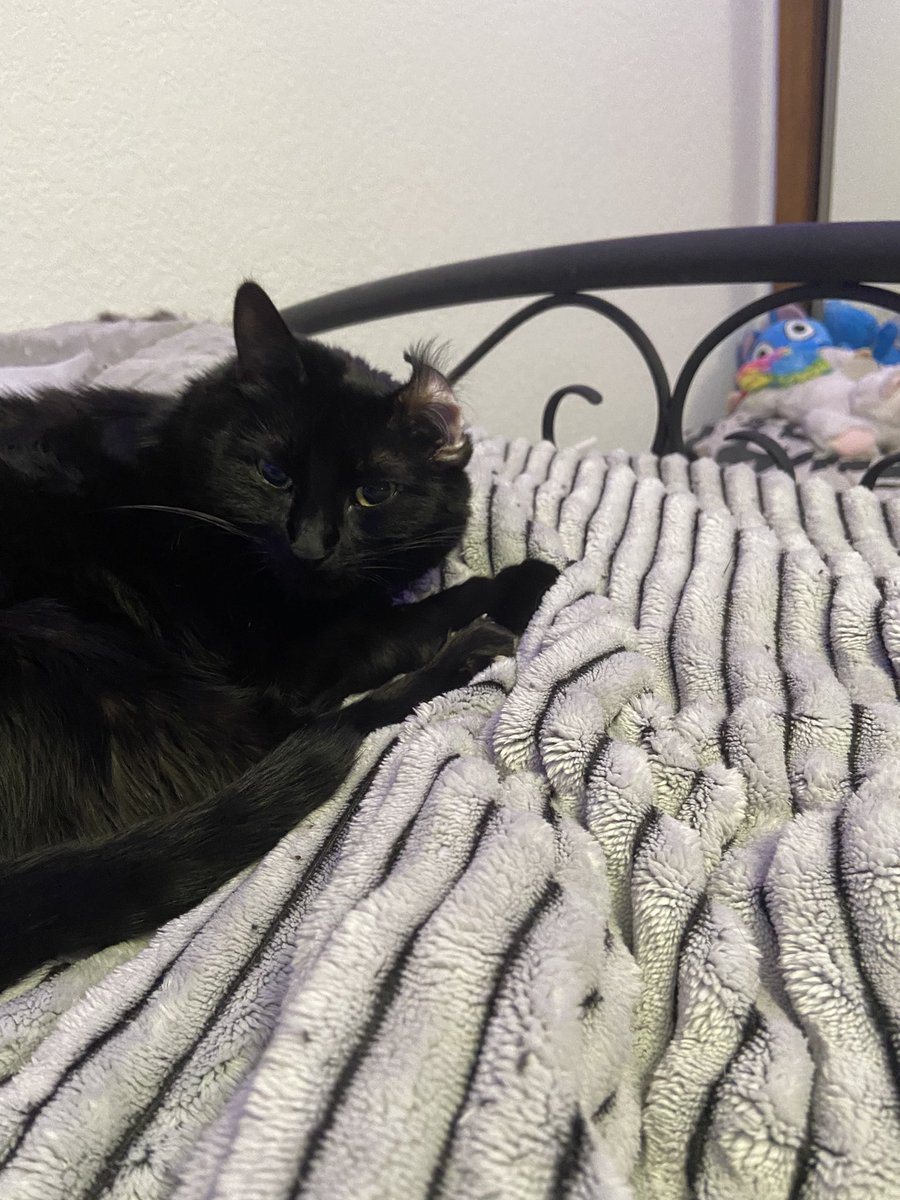 …wut?
#CatsOfTwitter