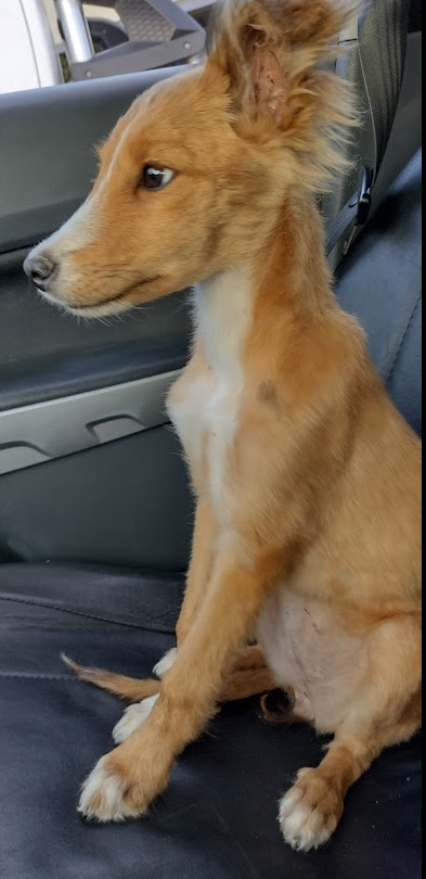 Ya andaba con pocos quilombos, y esta cachorra se me cruzó en el centro... la tengo en tránsito.
Por ahora, nadie la reclama

Corría desesperada por Villa General Belgrano, frente al Centro de Convenciones.
Qué imán tengo, la puta madre...