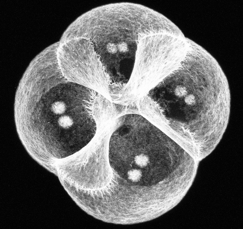 Richard Behringer tweet media