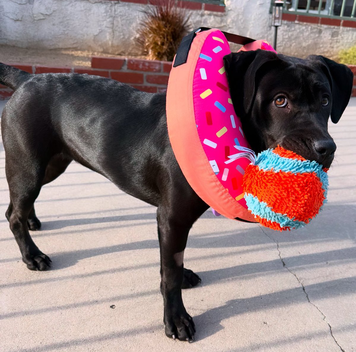 Say hello to the newest addition to the family, Harley! She is an 8 month black lab and we’re in love already!