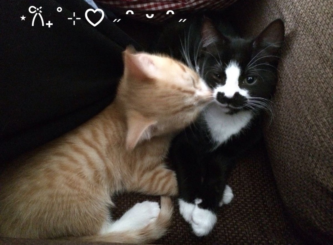 whats_ca's tweet image. 