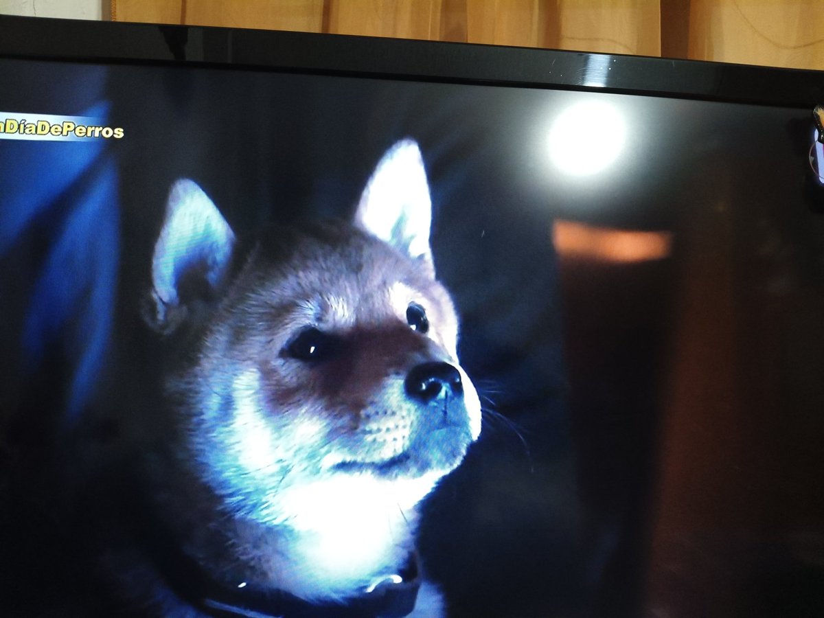 ZoeHitzel's tweet photo. Creo que voy a llorar, Siempre a tu lado "Hachiko" por @AztecaSiete
#UnDÍaDePerros https://t.co/ckzhnXblJg