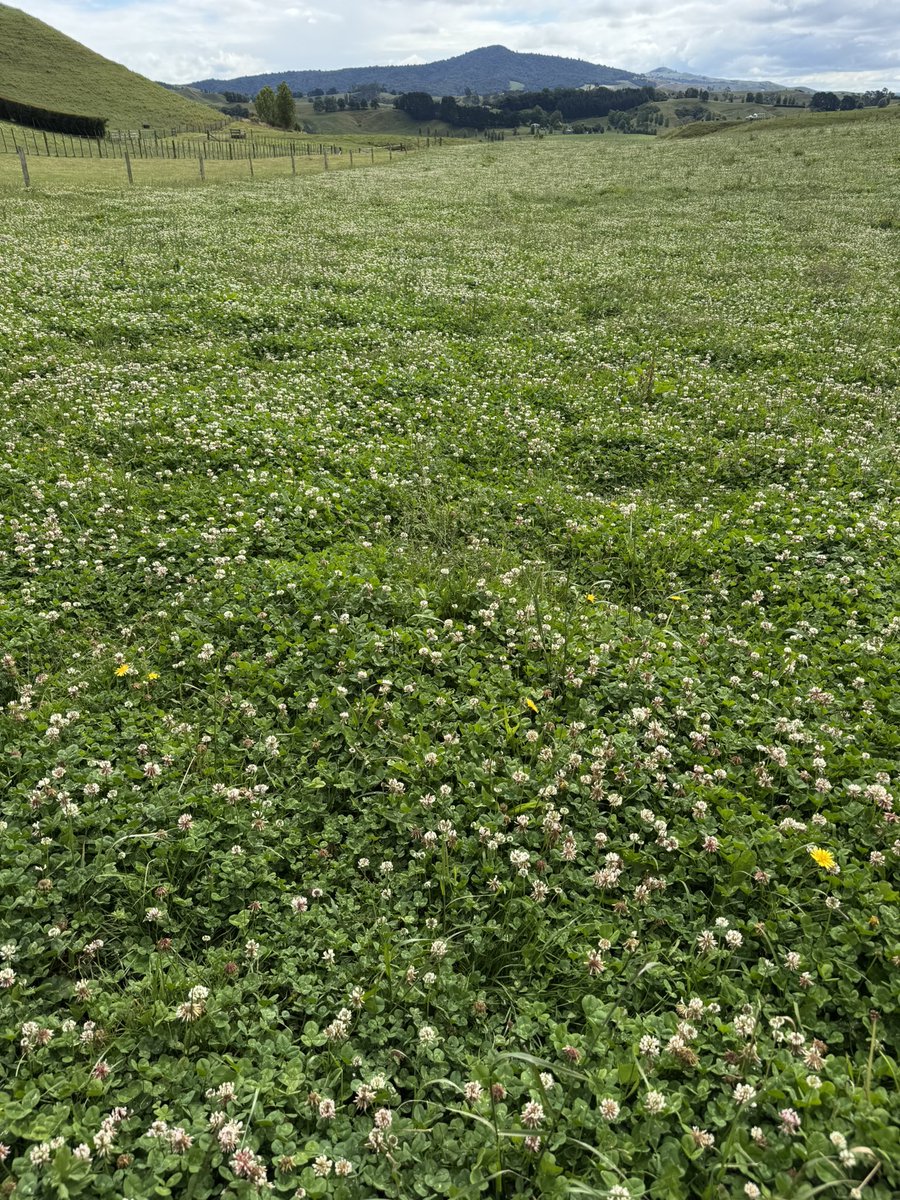 Clover hay . Any tips or tricks?