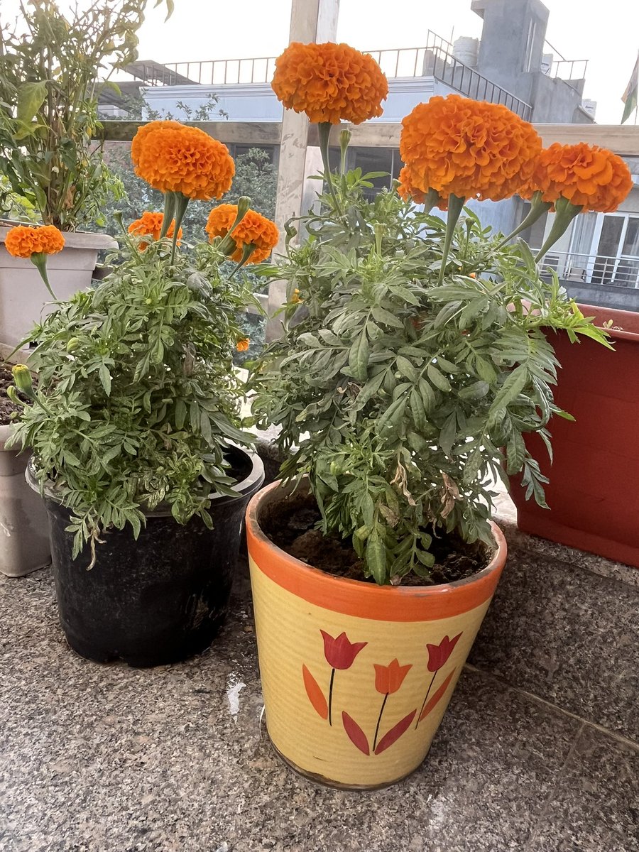 A sunny afternoon after a foggy day makes the perfect Sunday to watch flowers bloom🌸🌺🌼🌸
#flowers #gardening #TwitterNatureCommunity