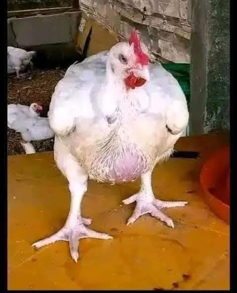 JoelOptimist1's tweet photo. BROILERS FEED FORMULATION 

👉 STARTERS FEED 25KG.
Maize: 12kg.
Soya beans: 8.7kg.
Fish meal: 2.5kg.
Wheat Bran: 1kg.
Limestone: 375g.
Bone meal: 125g.
Vitamin and mineral premix: 125g.
Salt: 125g.

👉 GROWERS FEED 25KG.
Maize: 14kg.
Soya beans: 7kg.
Fish meal: 1.750kg.
Wheat Bran: 1.250kg.
Limestone: 375g.
Bone meal: 375g.
Vitamin and mineral premix: 126g.
Salt: 125g.

👉 FINISHERS FEED 25KG.

Maize: 16.25kg.
Soya beans: 5kg.
Fish meal: 1.25kg.
Wheat Bran: 1.5kg.
Limestone: 500g.
Bone meal: 250g
Vitamin and mineral premix: 125g.
Salt: 125g.

Share and follow for more tips. 

Farm smarter with #OptimistFarmer
