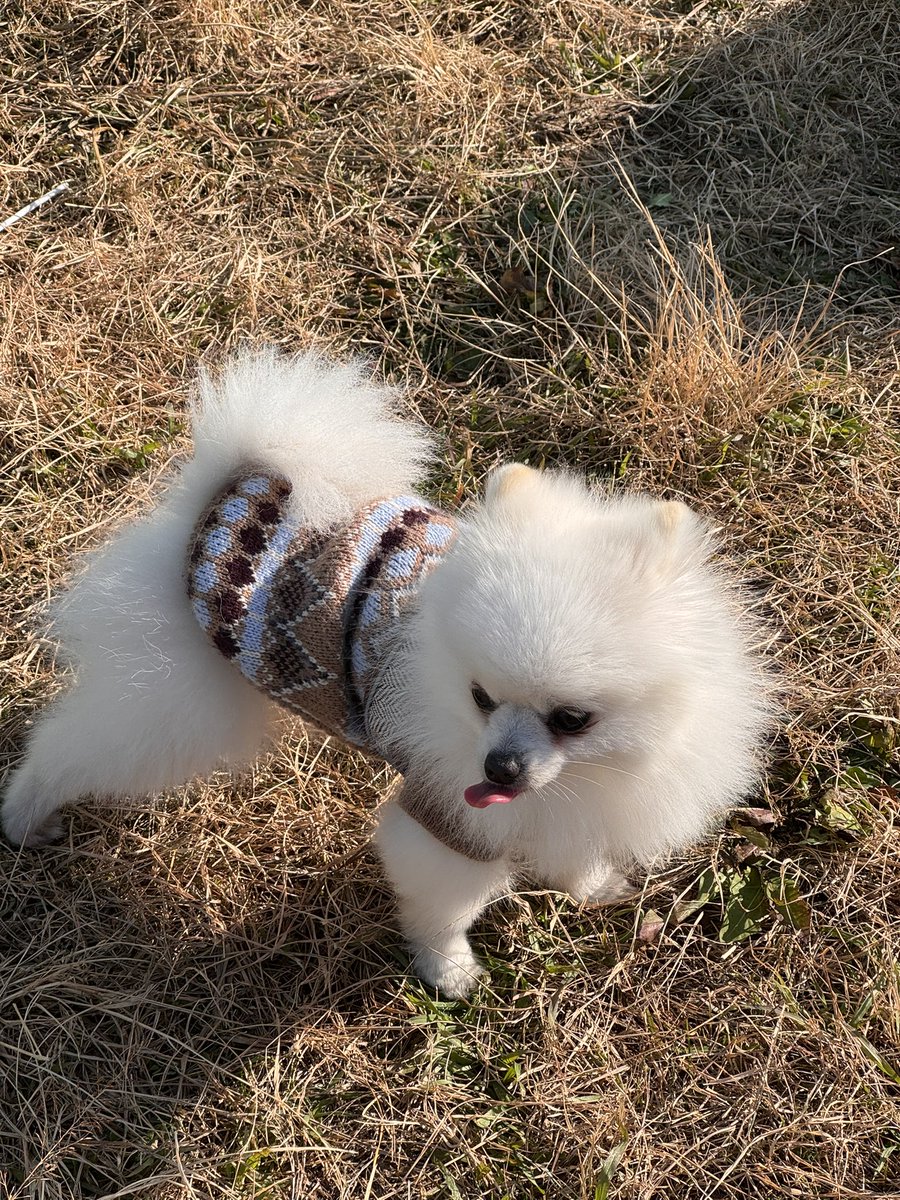 きゃえで (@kyaede__) on Twitter photo 