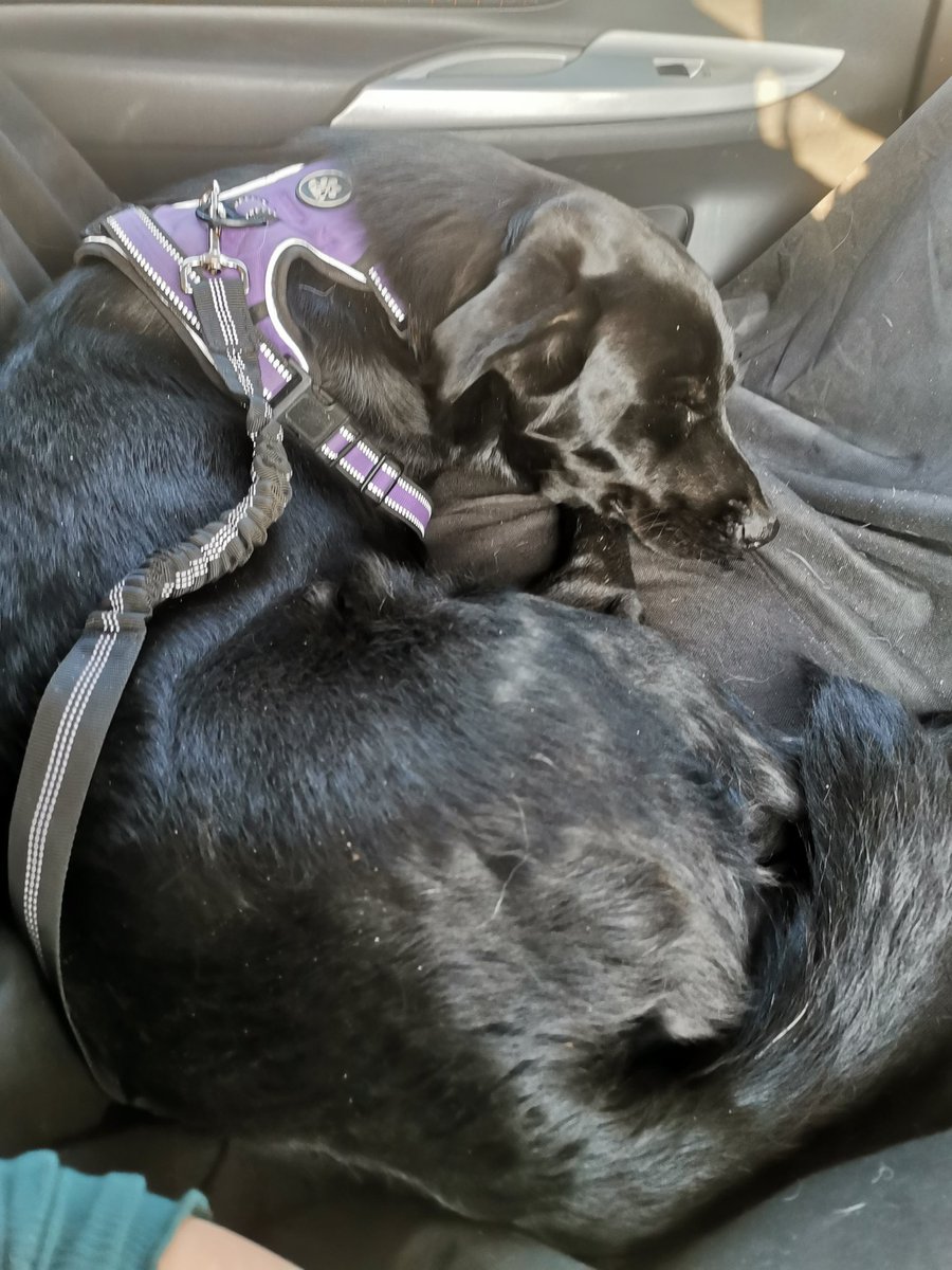 Amigos URGE encontrarle casita a este perrito que rescatamos y que trajimos a cdmx

Tiene aprox 8 meses, es super cariñoso y busca una familia que lo ame mucho.

Si nos ayudan a compartir se los agradeceriamos ❤️

Info conmigo! 

<a href="/carlossallas/">CARLOS SALLAS ✏️</a>