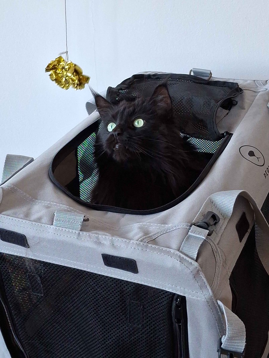 Happy #Caturday, featuring Baba &amp; Lucky. #jerseycats #petsitting #AdventuresInPetsitting #CatsOfTwitter #catsofX