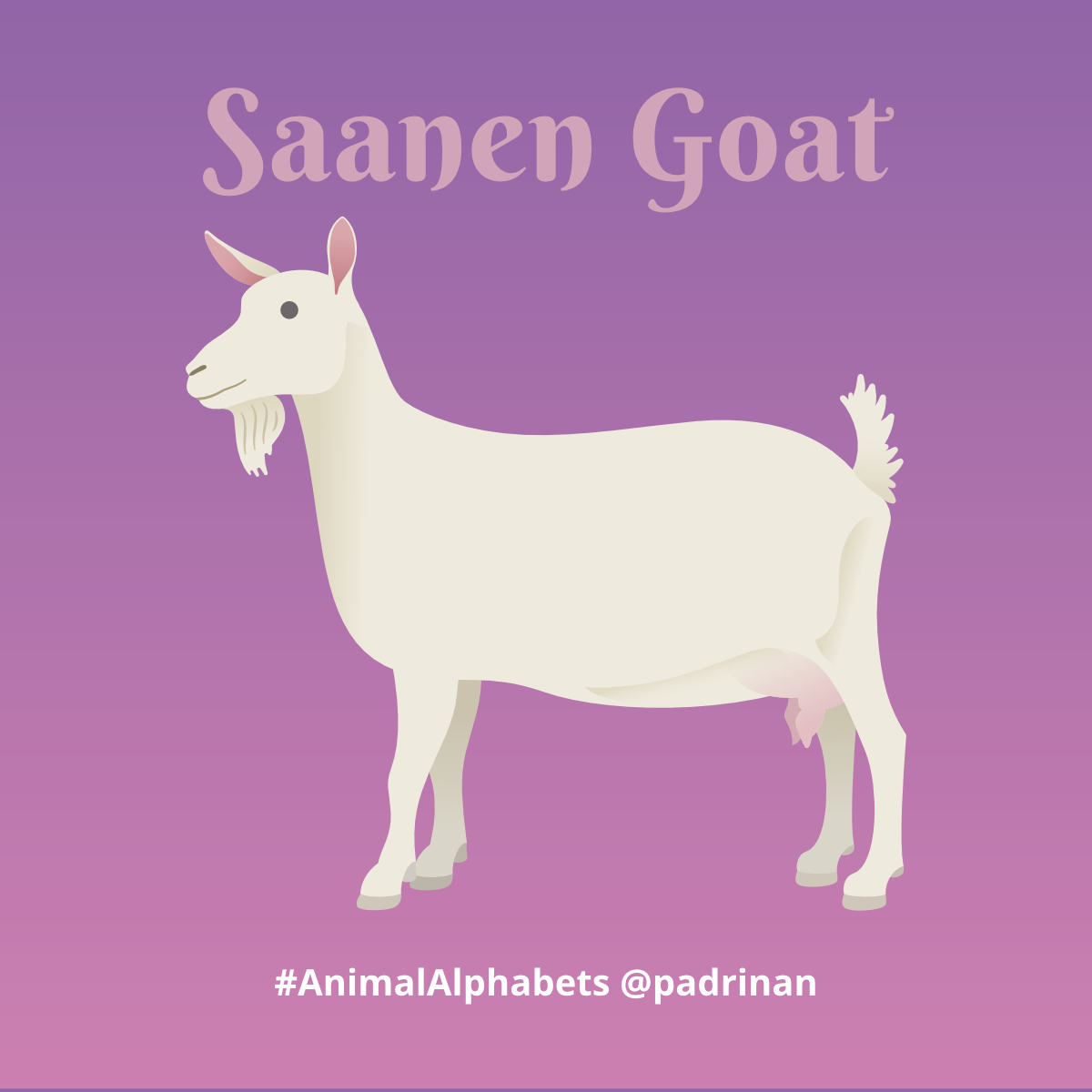 Saanen Goat. <a href="/AnimalAlphabets/">Animal Alphabets</a> #AnimalAlphabets #AnimalIllustrations #vector #vectorart #saanengoat