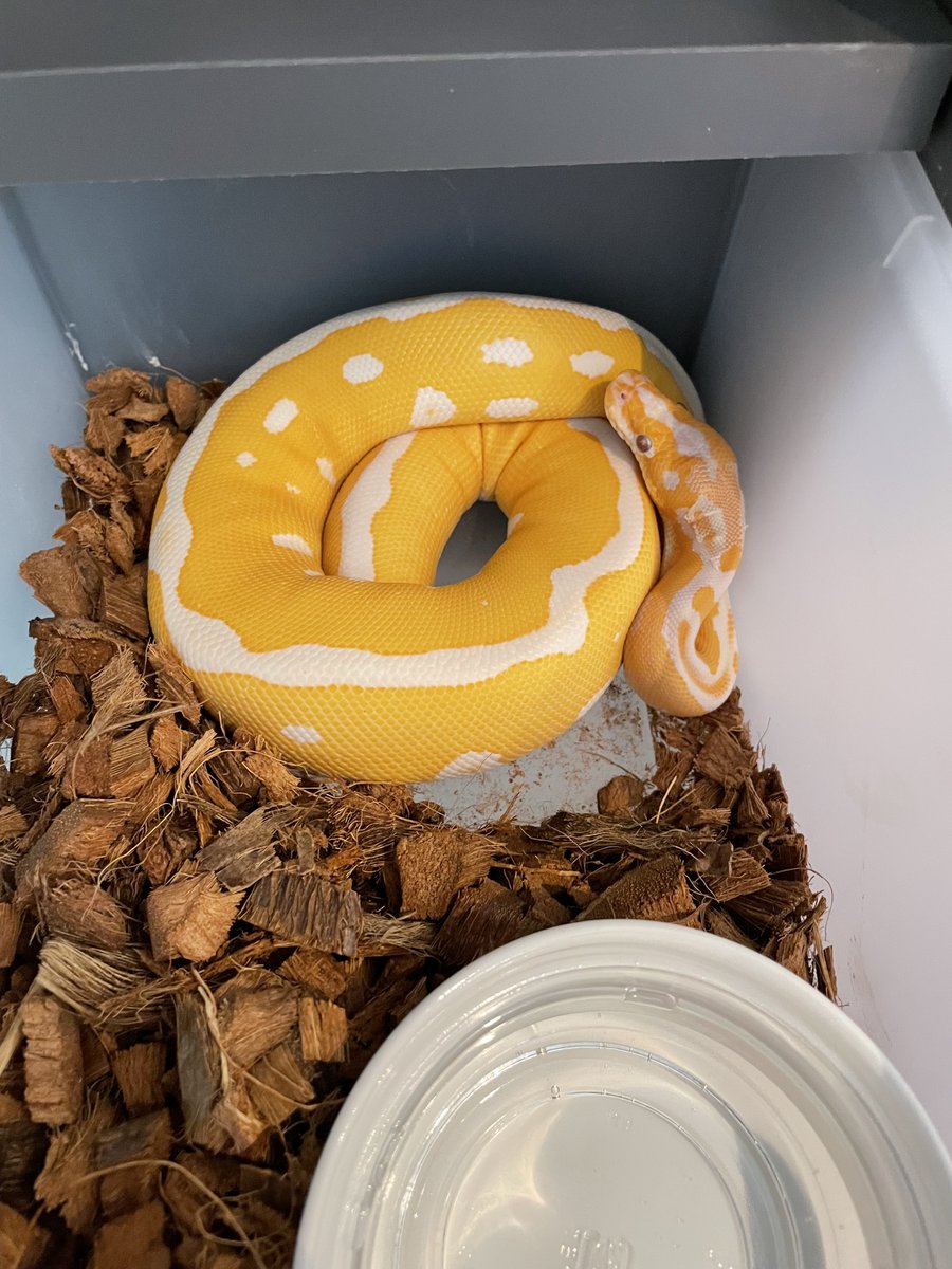 dada_pythons's tweet image. 遅ればせながら、新年あけましておめでとうございます!
今年の目標はボール界隈の方々と交流をして関係を深めたい!という思いを持ちつつside-bさんのところへお伺いしたところ、Xで拝見してた方々とお話しすることができました😄
これからどうぞよろしくお願いいたします🙇♂️