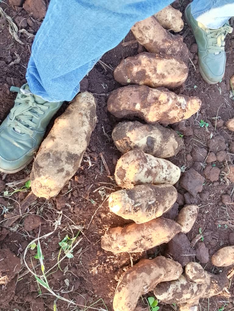 Influencing potato 🥔 yield  from the get go. Planting depth, ridge width, row spacing, in row spacing influence stolon growth, tuber formation, tuber count, size are key in contributing to final yield in potatoes. Attention to detail is crucial. Bromley📍