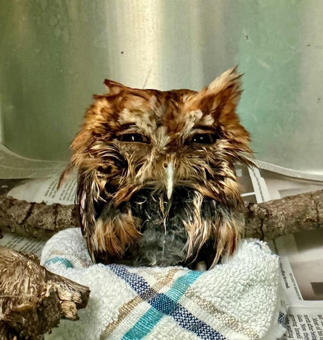 Scribble_Core's tweet image. 2025 Media thread: