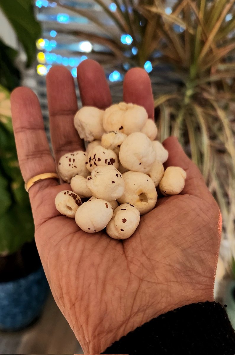 S_Akasham's tweet image. #FoxNuts

One fistful of evening snack!

Good source of Calcium, Magnesium, Potassium, fiber and antioxidants. Very low in fat.

Not exactly cheap where I live, but considering the many benefits, I know I would be saving money somewhere else...🙂