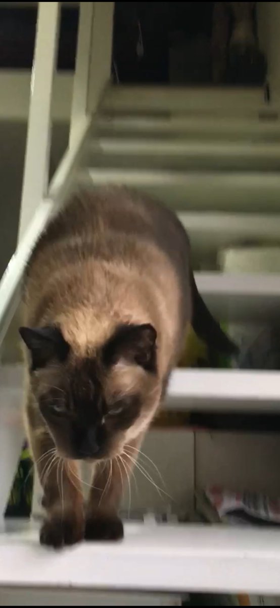 #猫　　#たぬシャム　　#ラブ🩷日記
降りてるにゃ😃💕☺️