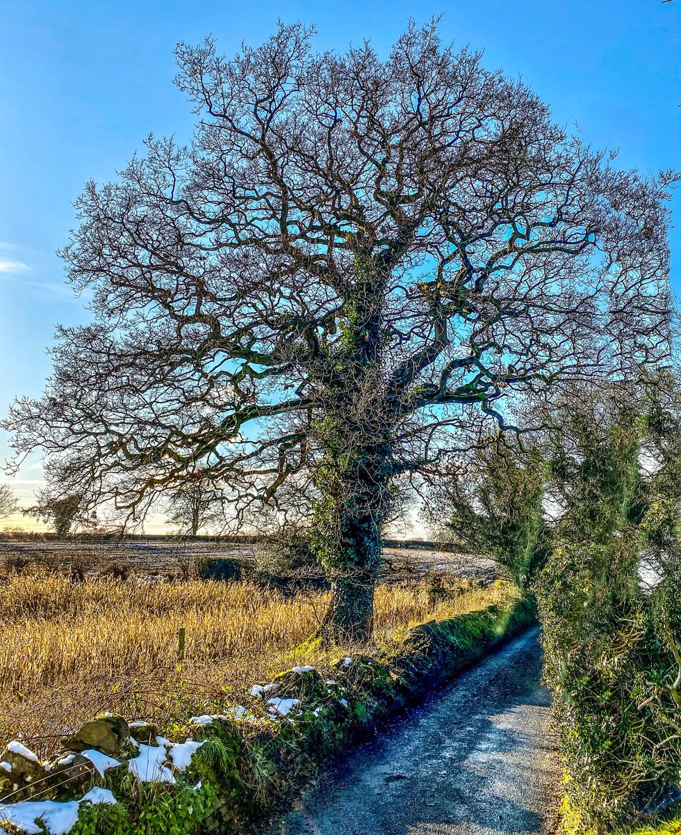 ⁦<a href="/campbellclaret/">ALASTAIR CAMPBELL</a>⁩ a possible candidate for tree of the day ? Taken a few years ago in Henbury Cheshire
