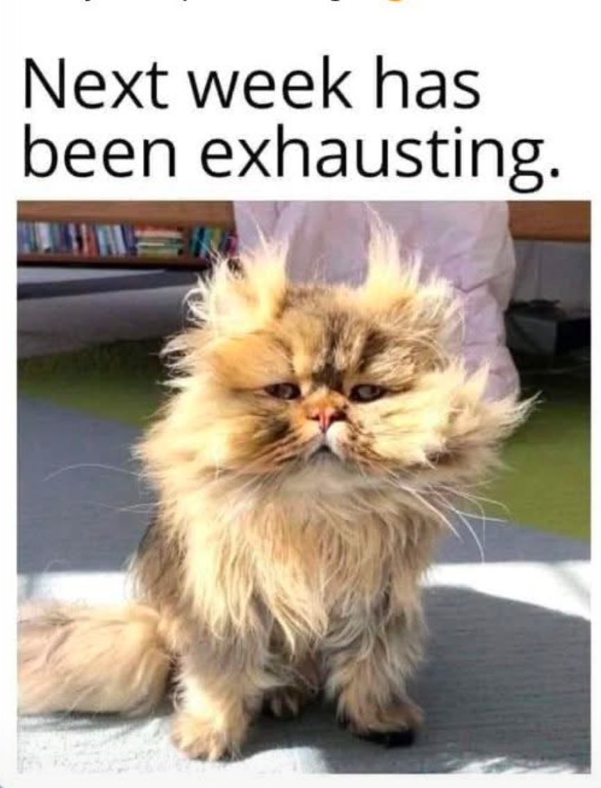 Janine Viscardi 🇨🇦 (@sertells) on Twitter photo 