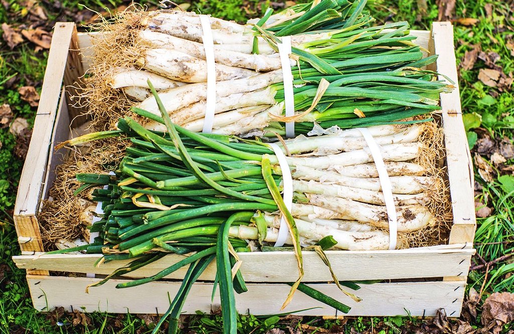 VERDURES I HORTALISSES DEL MES DE GENER: Alls tendres, api, bleda, bròquil, calçot, carxofa, col, col de brusel·les, col llombarda, coliflor, endívia, escarola, espinacs, fonoll, nap, porro, xicoira, xirivia.