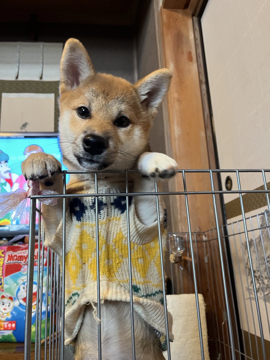 samuraydrums's tweet photo. 新しき家族迎えし正月よ
#俳句 #いろり #柴犬 https://t.co/6eoAxTetgn