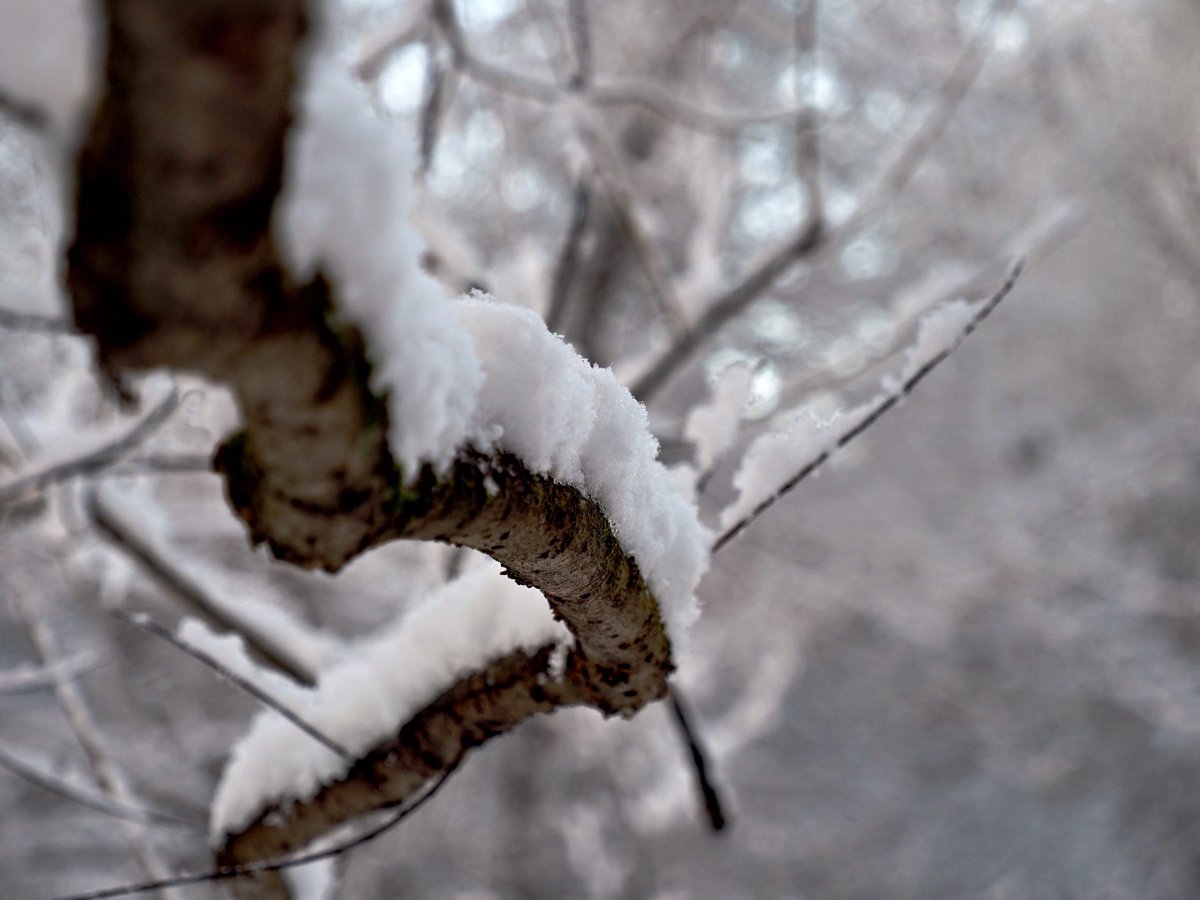 PEKHTography's tweet photo. In winter, branches bow gracefully under the weight of freshly fallen snow, resembling slender snakes ensnared in a frozen twist
#Winter #Branches #Arms #Snow #Fluff #Weight #Burden #Gracefully #Elegantly #Frozen #Chilled #Resemble #Imitate #Snakes #Sly #Twist #Turn #frost #trees https://t.co/xhpQu4sDx8