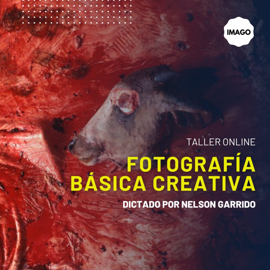 Programa de Formación Fotográfica IMAGO Plus tweet media