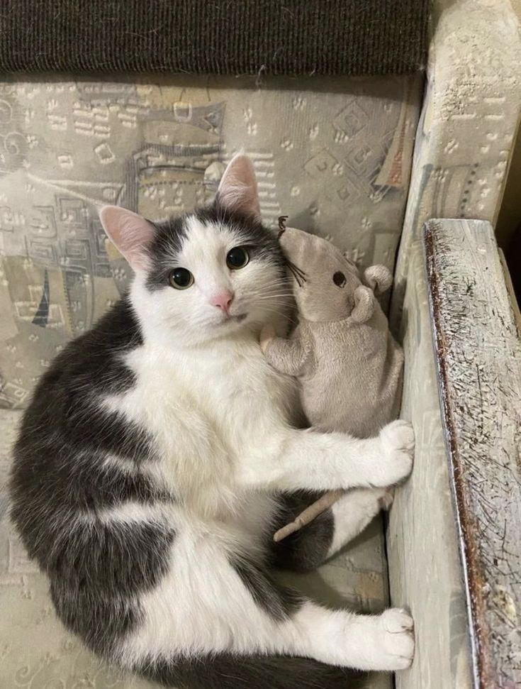 The Cats 𝕏 (@thecatsx) on Twitter photo 