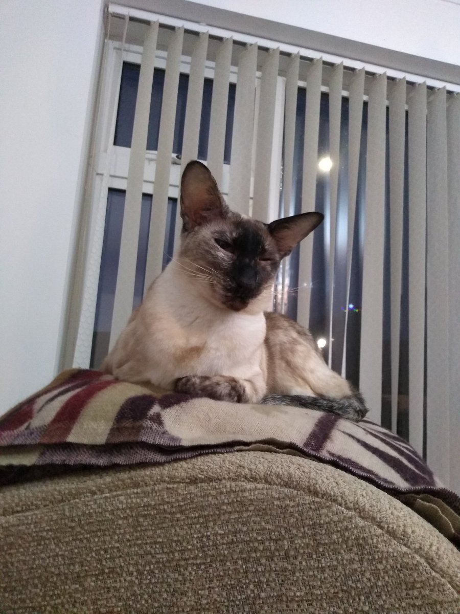 Jasmine 🐈 tweet media