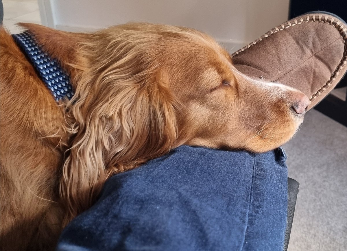 BillyCockerSpan's tweet image. Too cold for me. Gonna sleep here.