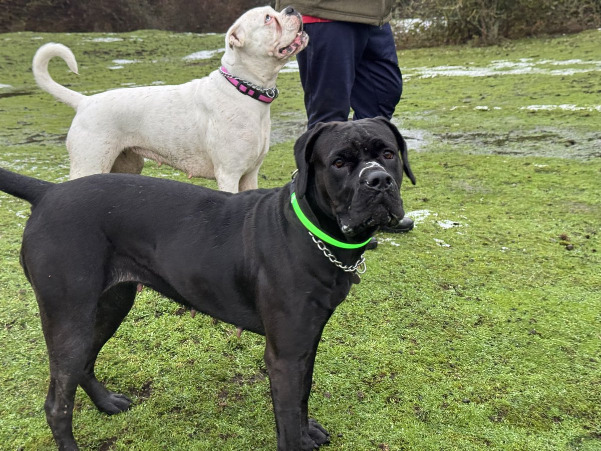 CollissNichola's tweet photo. Best pic of both of them on our walk this morning. Jet has her own slobber on her face…makes a change 😂🐾❤️🐾❤️🐾 https://t.co/4cKnz0fzPa