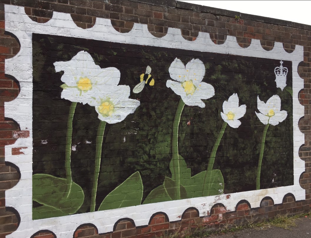 12/12 days of Christmas:
For the twelfth day, we're sharing the county flower of Cumbria, Grass of Parnassus (Parnassia palustris), seen here in Whitehaven….. 
Sign up for our newsletter, sent every 2 months with useful info about wildlife recording! 
cbdc.org.uk