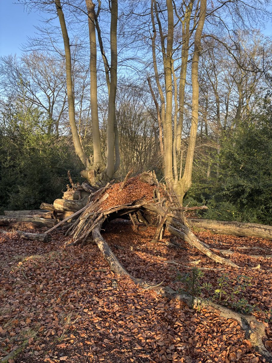 joannaofottawa's tweet photo. I found my new home! 

#eppingforest #treeforts #epping #london #accidentalarchitecture #winterlight #shadows https://t.co/p9FCBJZjRk