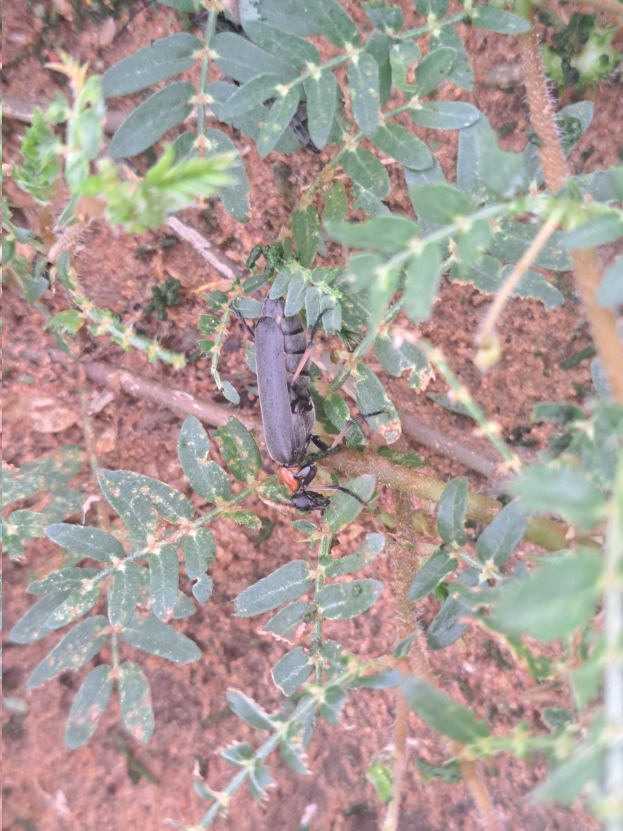 FilasTafila's tweet photo. Blister beetle commonly known as "commando",the beetle releases toxins causing a burning like sensation to the human skin,they are also attracted to the alfalfa(lucerne) and weeds,light especially at night attracts this beetle hence it's encounter with people leading to blisters https://t.co/j4QZfr2d7P