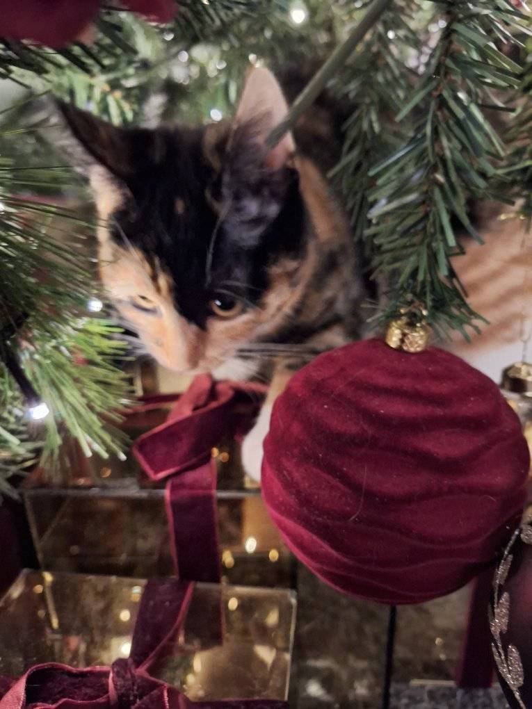 lk_maureen's tweet photo. Miss Emmy our furbaby up to mischief as usual #Furbaby #OurCalicoPrincess #FirstChristmas https://t.co/jcM7yFB4d4