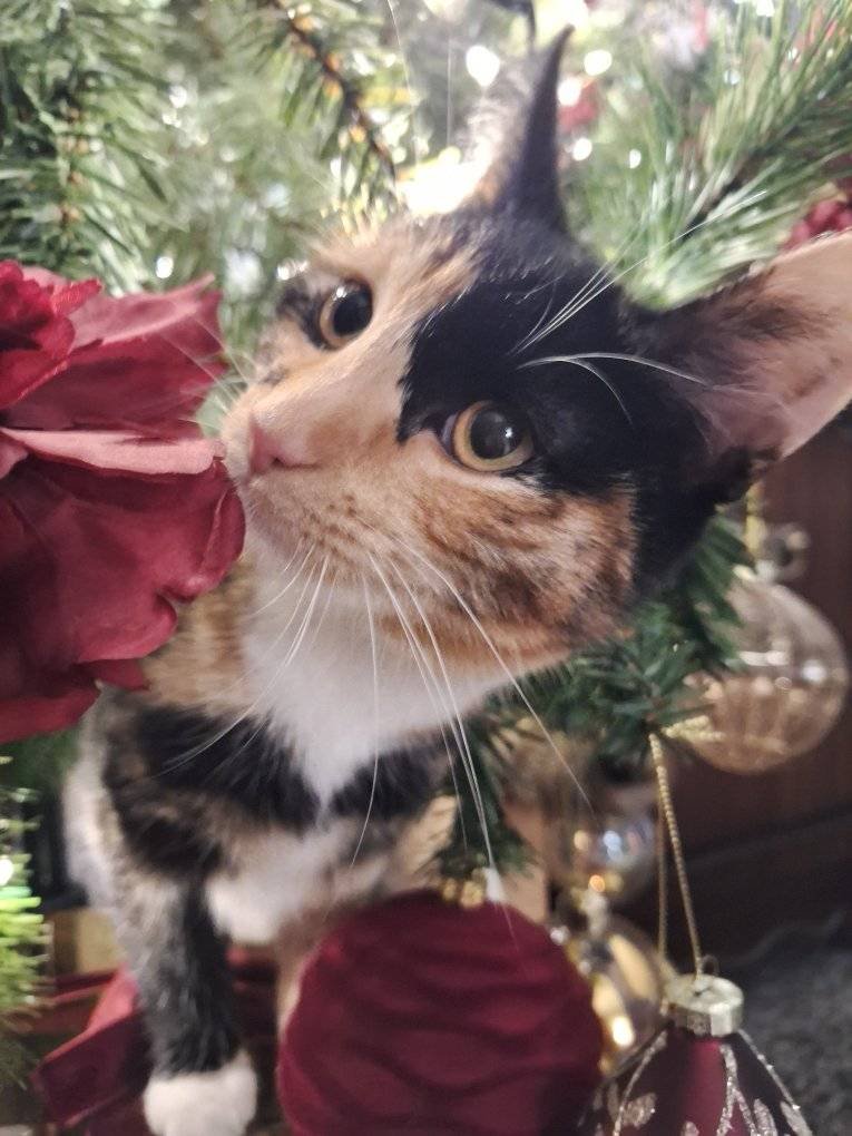 lk_maureen's tweet photo. Miss Emmy our furbaby up to mischief as usual #Furbaby #OurCalicoPrincess #FirstChristmas https://t.co/jcM7yFB4d4
