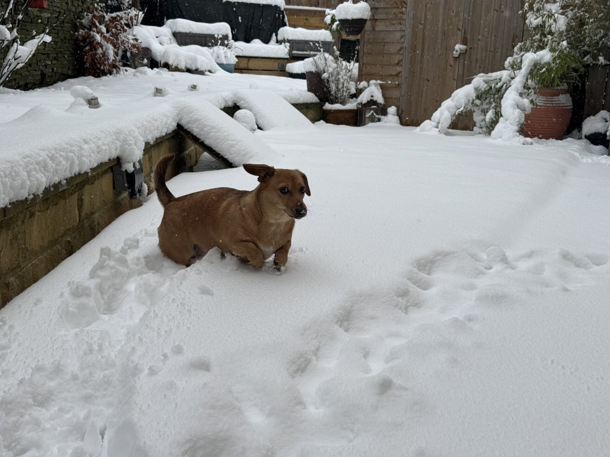 NiallConnolly's tweet photo. Snow day. ❄️❄️❄️❄️❄️ https://t.co/jekmdGrRuP
