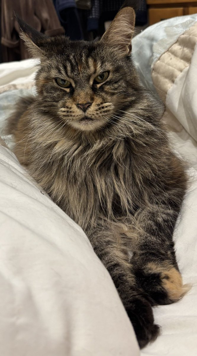 Princess Morgan and Lady Evie tweet media