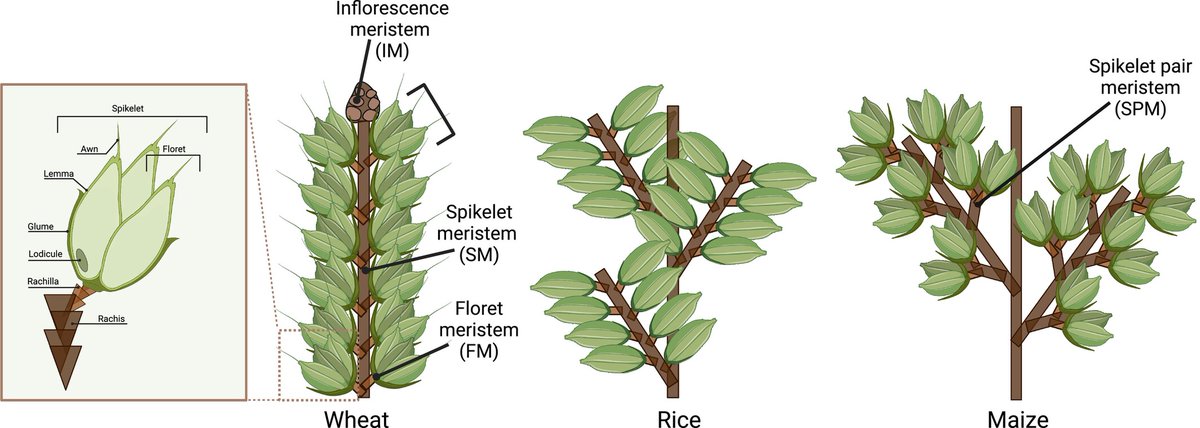 NewPhyt's tweet photo. #TansleyReview Historic rewiring of grass flowering time pathways and implications for crop improvement under climate change

Verrico and Preston

📖 https://t.co/klP9TzkpOG https://t.co/3Y4HYDH8Nv