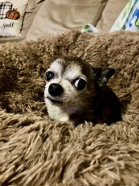 Floor_model's tweet photo. Good morning @GSmokesweed1 &amp; friends. You know it's a cold day when the dog looks at the open door, then at me, &amp; I can see the thought bubble over his head as he thinks "oh hell no!"
Happy Sunday. Don't freeze your bits &amp; pieces off #NiceMatters #YouMatter #Rudy #NotThatRudy https://t.co/oeVuzegfwJ