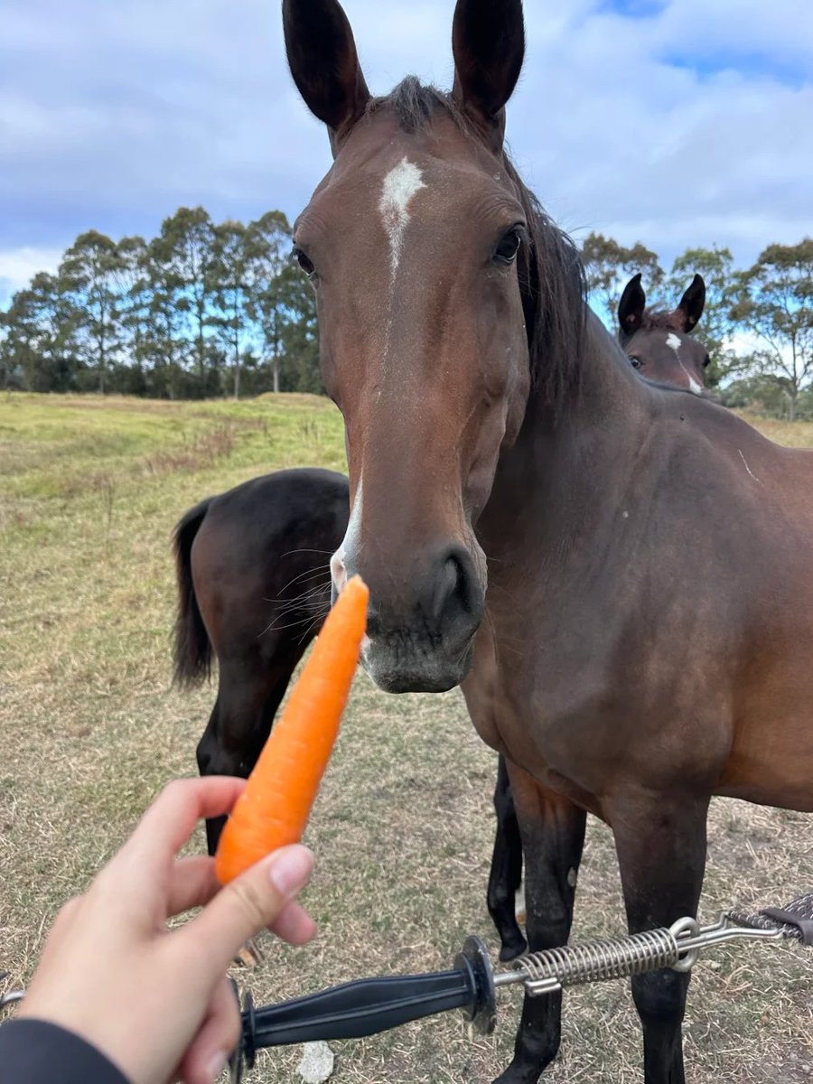 CandyIrmef's tweet image. Escape the ordinary and embark on an equestrian adventure.