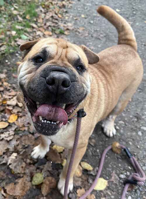 AdoptionsUk's tweet photo. Please retweet to help Simon find a home #EDENBRIDGE #KENT #UK 
Available for adoption, registered British charity✅
Details or apply for Simon below👇 https://t.co/bjxs8SQDLM
Happy boy Simon came to us from the Welsh pound💔
He is friendly and loves his walks. Due to his breed he would benefit from an experienced Sharpei owner due to their different quirks.  
Come and meet him at our Edenbridge centre. 

#Sharpei #SharPeis #Canterbury #England #Ashford #adoptdontshop #Rescuedogs @DannyVet @RosieDuffield1 @LeeAndersonMP_ @DefraGovUK @SueHayman1 @APDAWG1 #London #Canterbury #NewRomney #Ashford #Dover #dogs #dog