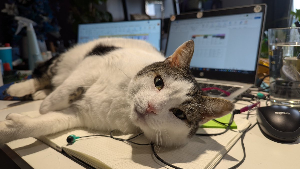 TeachMacG's tweet photo. Sorry, can't be organised this term: my cat objects. https://t.co/fXvtOgOR37