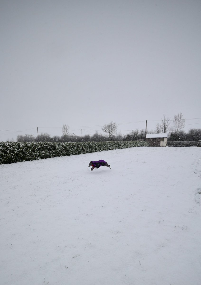 TessAndDolly's tweet photo. Bit of snow and this one goes crazy https://t.co/diIXbfwwWj