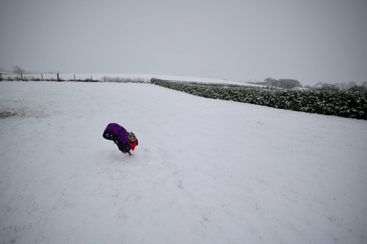 TessAndDolly's tweet photo. Bit of snow and this one goes crazy https://t.co/diIXbfwwWj