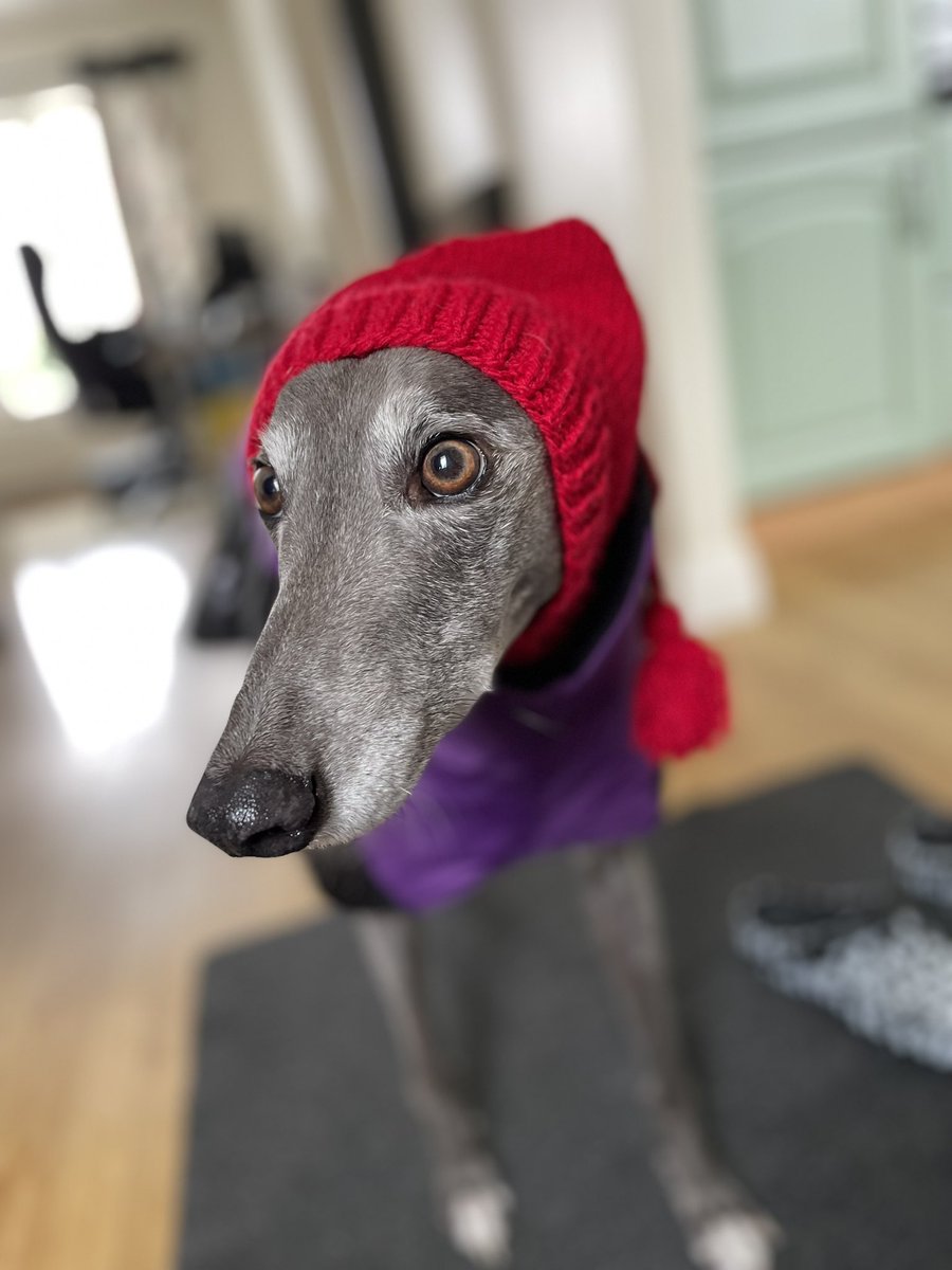 TessAndDolly's tweet photo. Bit of snow and this one goes crazy https://t.co/diIXbfwwWj