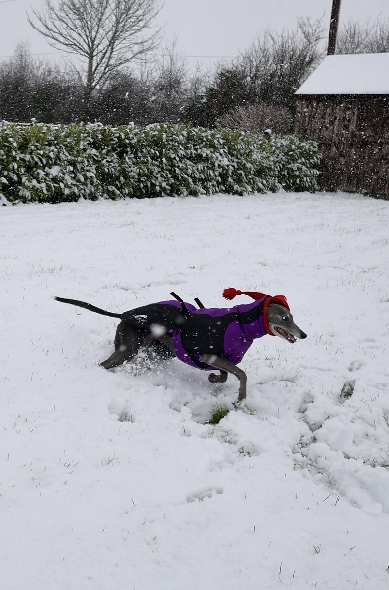 TessAndDolly's tweet photo. Bit of snow and this one goes crazy https://t.co/diIXbfwwWj