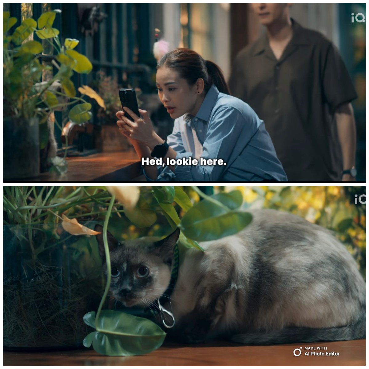 sleepyandfunny's tweet photo. มีแมวไปทุกที่
พี่ตุลย์มีน้องเห็ด
อิงอิงมีน้องส้ม 

PTC SERIES ENGLOT EP6 
#PetrichorTheSeriesEP6
#อิงฟ้ามหาชน https://t.co/aLw7JG1vwZ